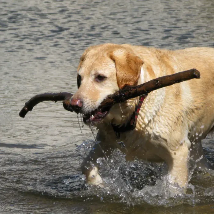 Big D & Off-piste Oscar