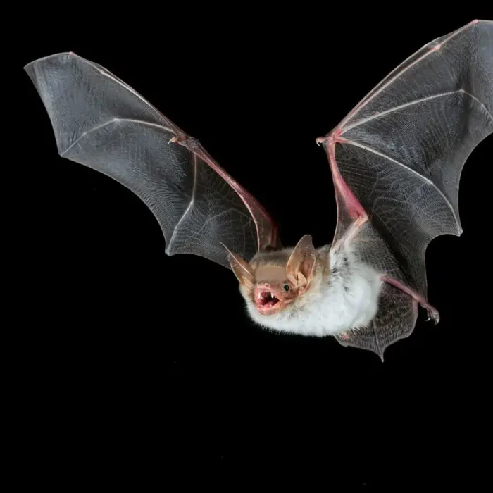 Bald Mice (that have wings)