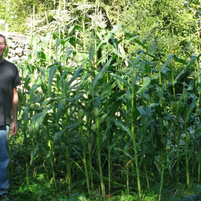 As High As An Elephant’s Eye