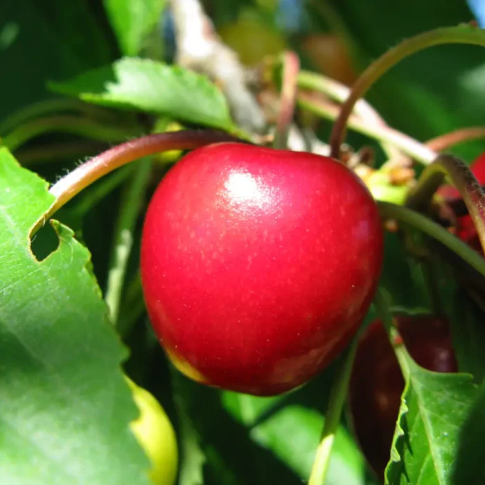 A Surfeit of Cherries