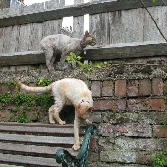 Cat Manifestation and Dog Consolation