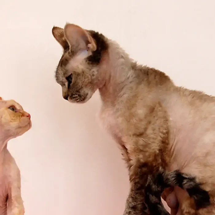 Car-less in Mazeroux