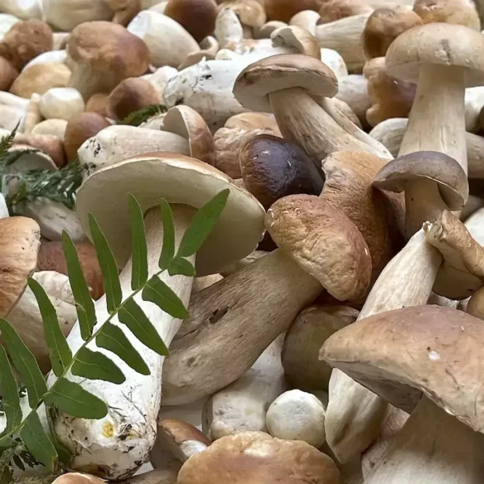 While the Cepès are Cooking