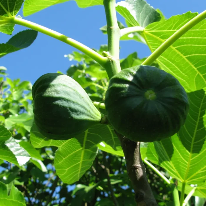 A Rocky Start and Nice Start