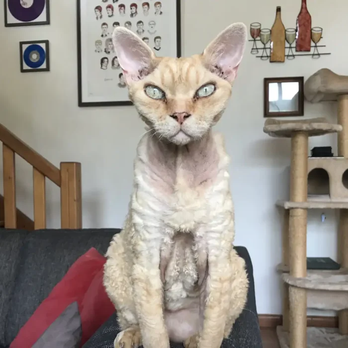 The Cat Formerly Known as Fats