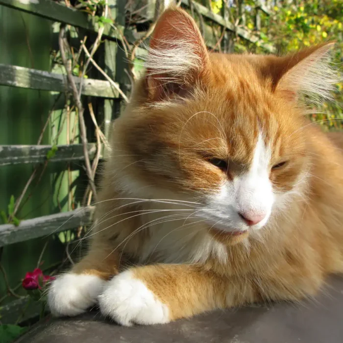 Matt’s Birthday weekend & RIP Norris