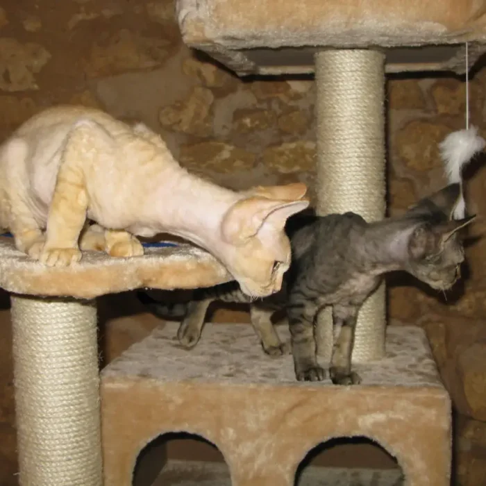 Happy Golden Birthday, Pusses